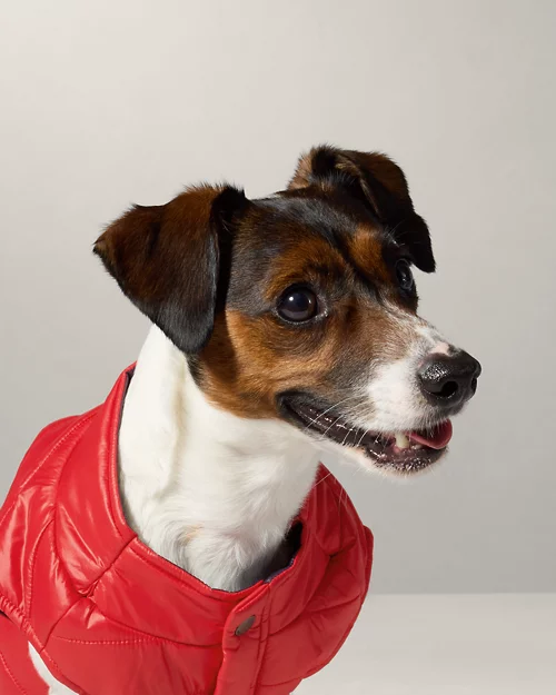lauren ralph lauren Chaqueta acolchada para perro | Ralph Lauren® ES Última moda